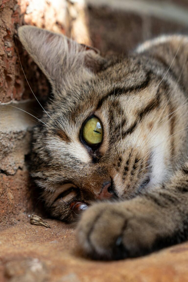 Charming tabby cat with green eyes resting against a brick wall in Alabama sunlight.